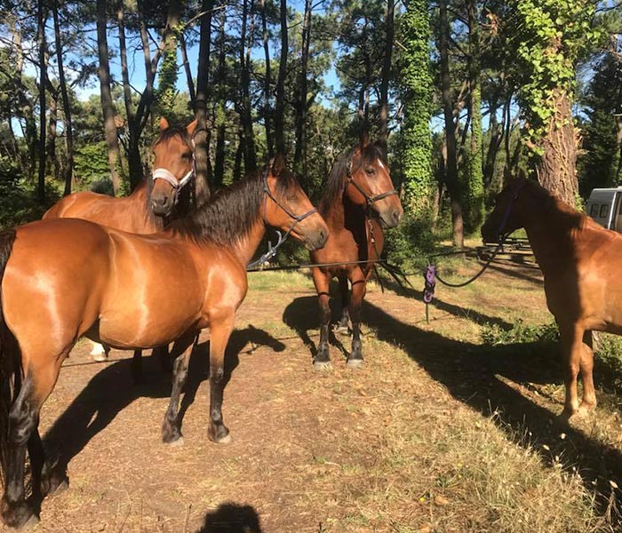 équitation faute sur mer cote vendéenne